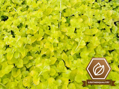 Lysimachia nummularia area. goldgelbes Pfennigkraut
